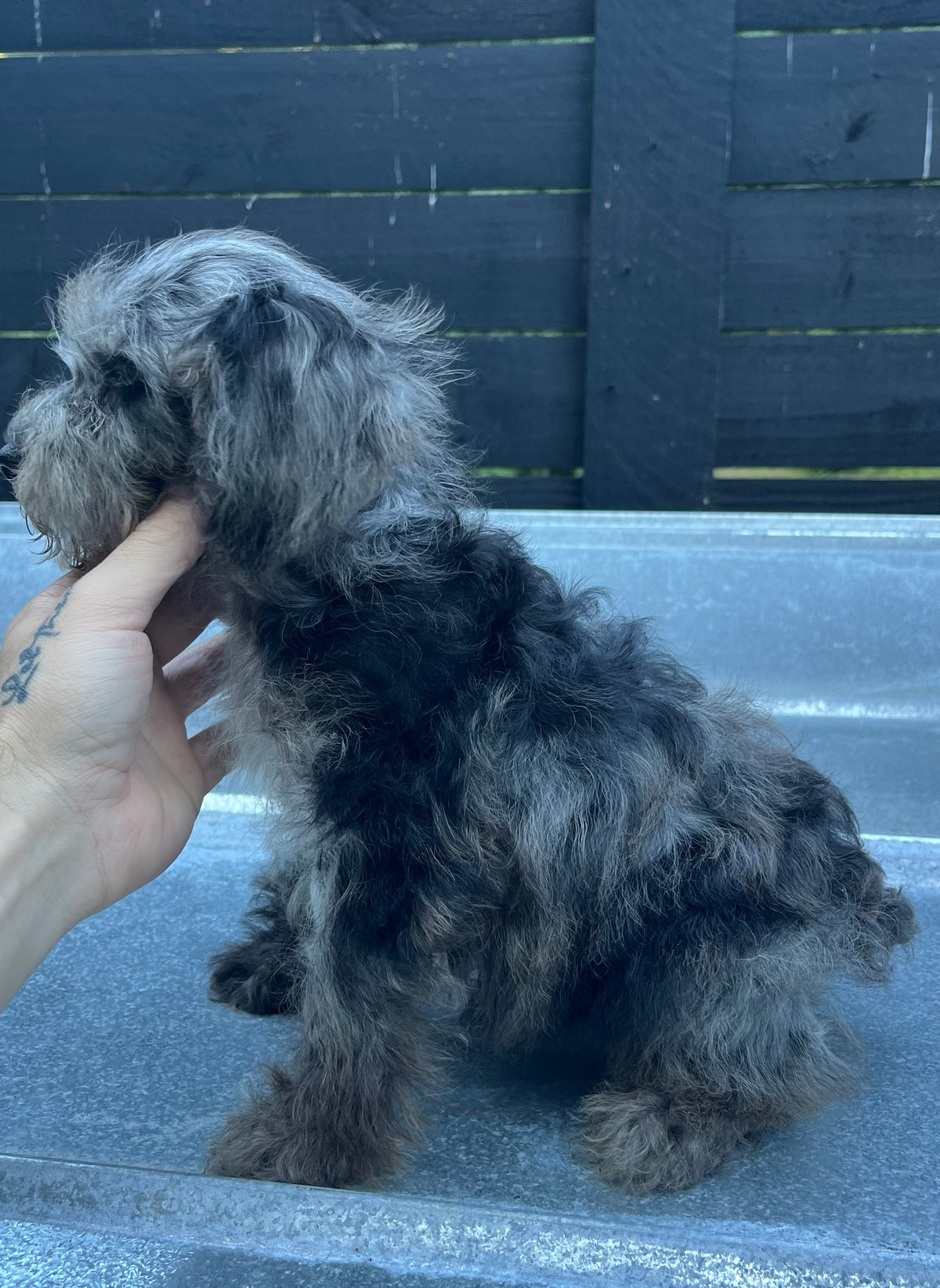 Male schnoodle (schnauzer/poodle) double blue eyes