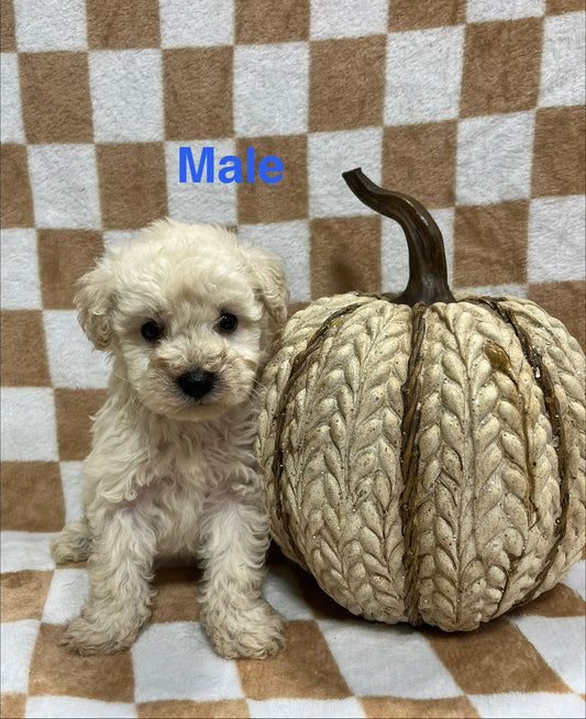 Male schnoodle (schnauzer/poodle)