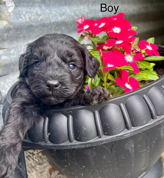 Male schnoodle (schnauzer/poodle)