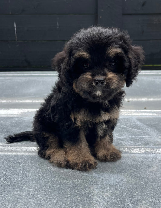 Female cavapoo (King Charles cavalier/poodle)