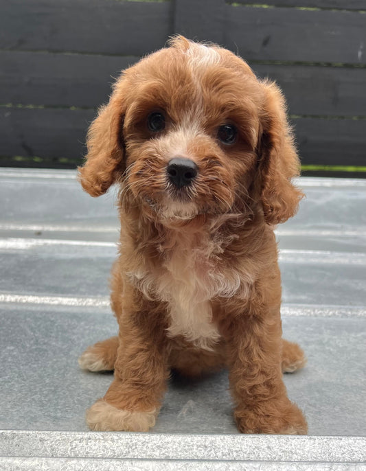 Male cavapoo (King Charles cavalier/poodle)