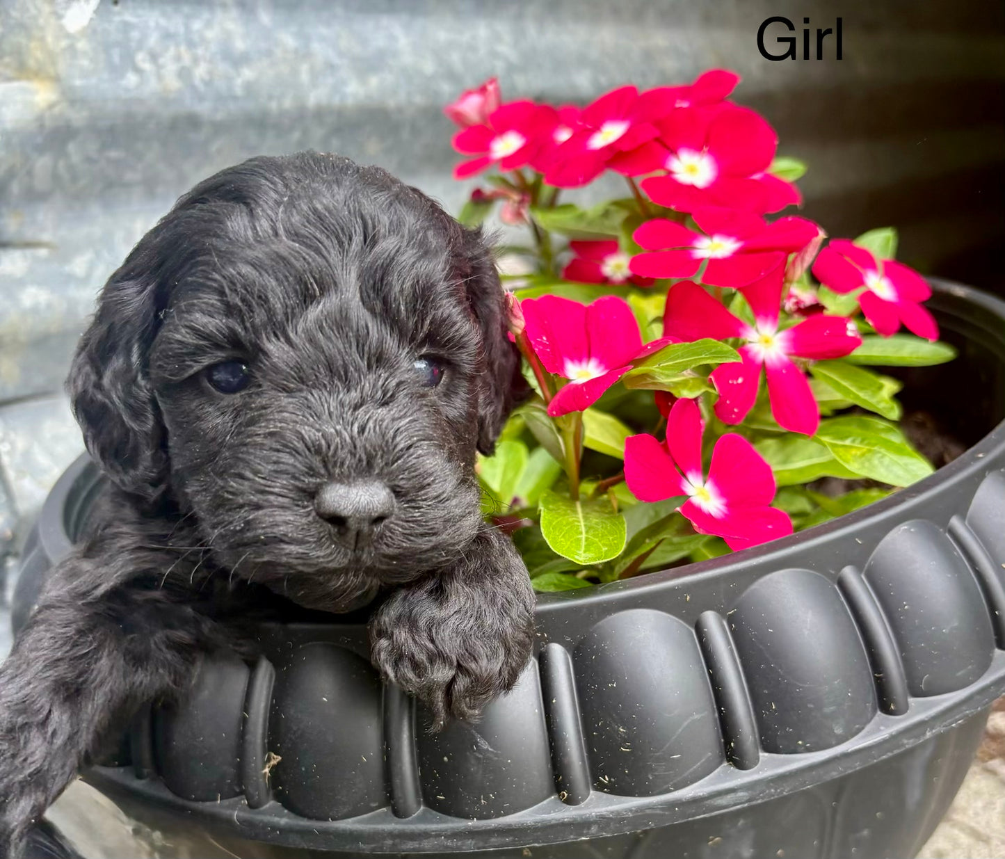 Female schnoodle (schnauzer/poodle)