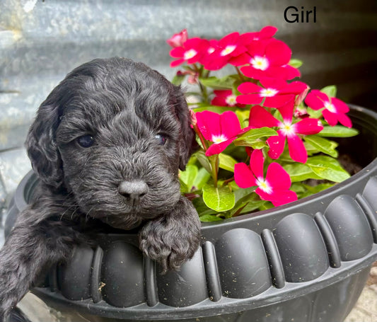 Female schnoodle (schnauzer/poodle)