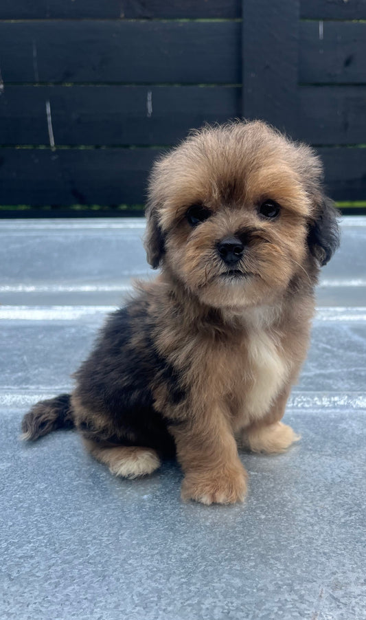 Male Merle havapoo (Havanese/poodle)