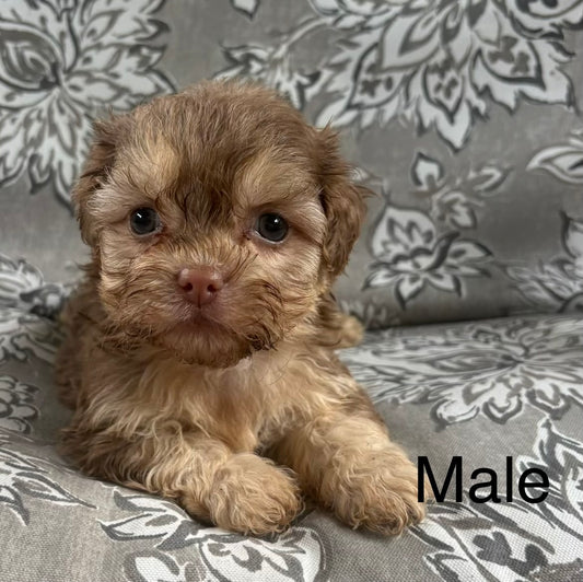 Male shih poo (Shih Tzu/poodle)