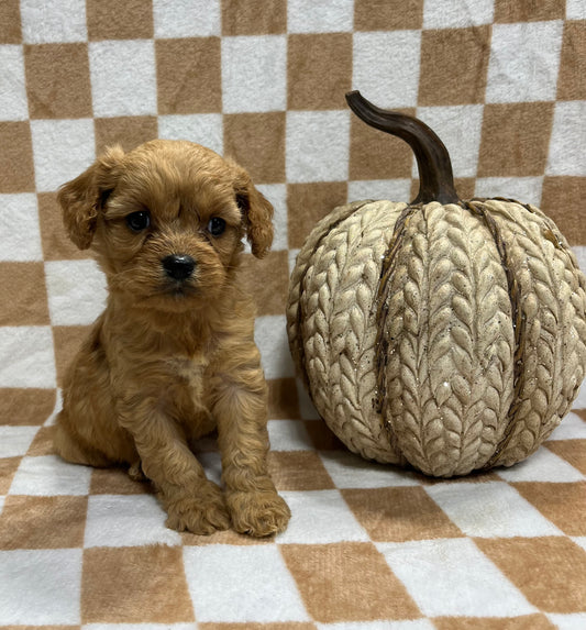 Female cavapoo(king Charles cavalier/poodle)