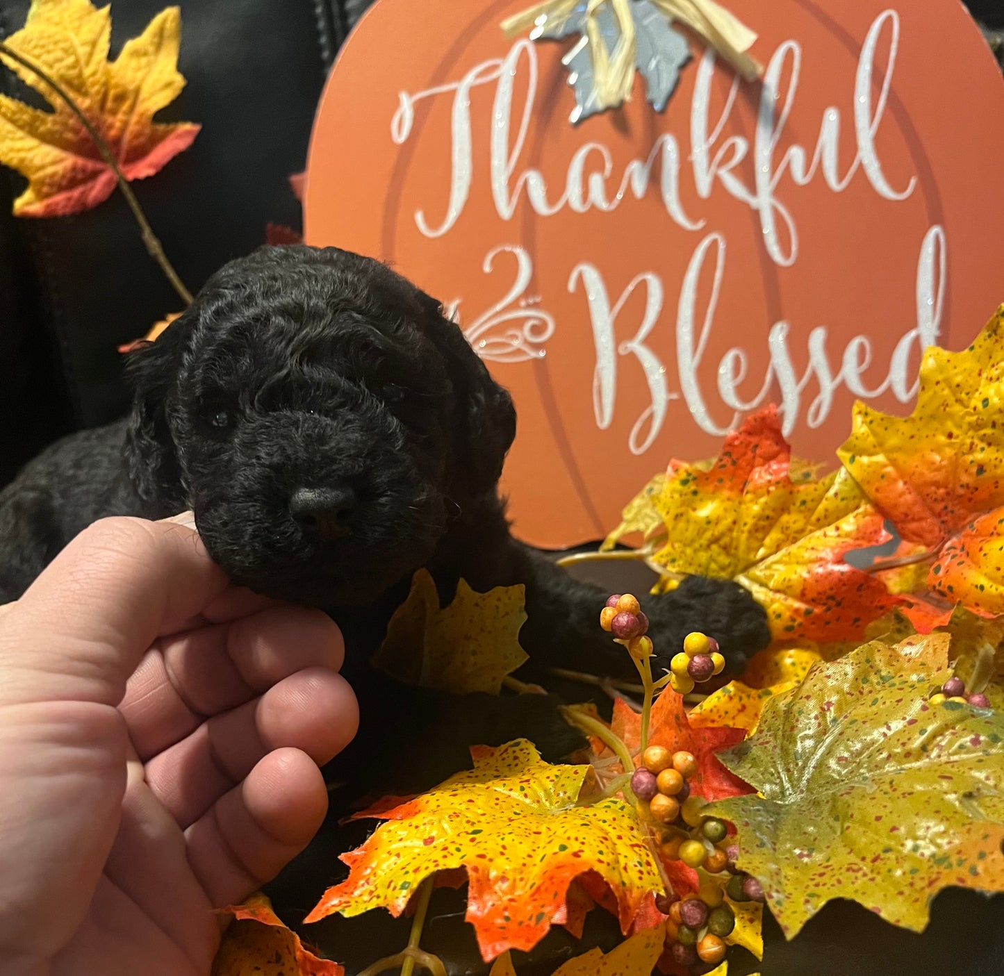 Female schnoodle (schnauzer/poodle)