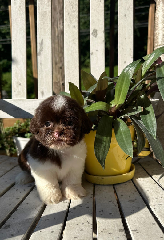 Female shih poo (shih tzu/poodle)