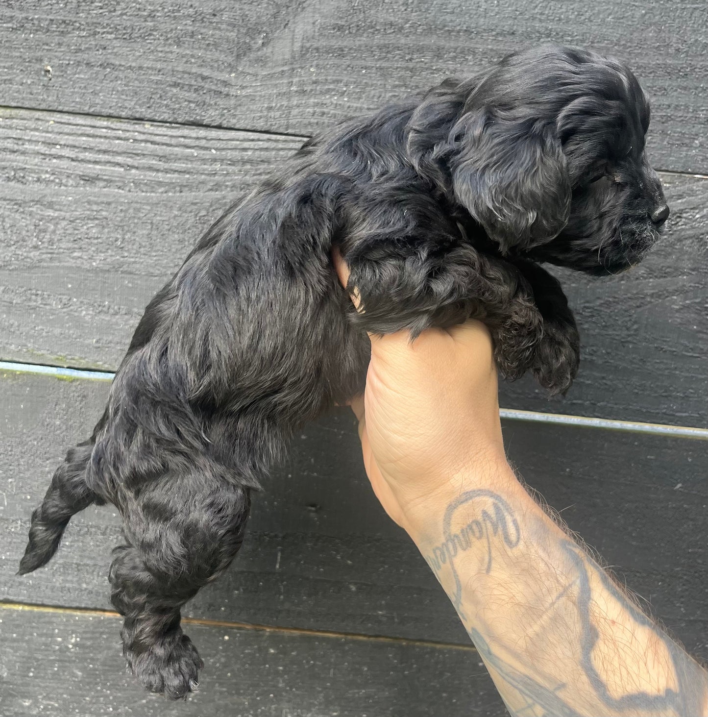 Female cavapoo (King Charles cavalier/poodle)