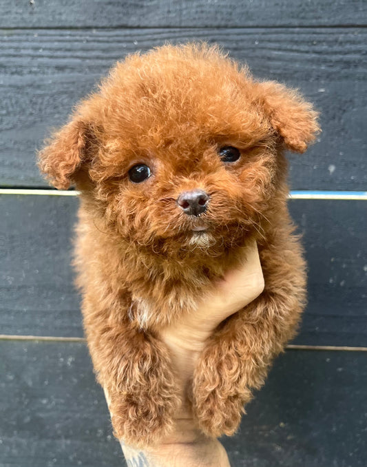 Female teacup cockapoo (cocker spaniel/poodle)