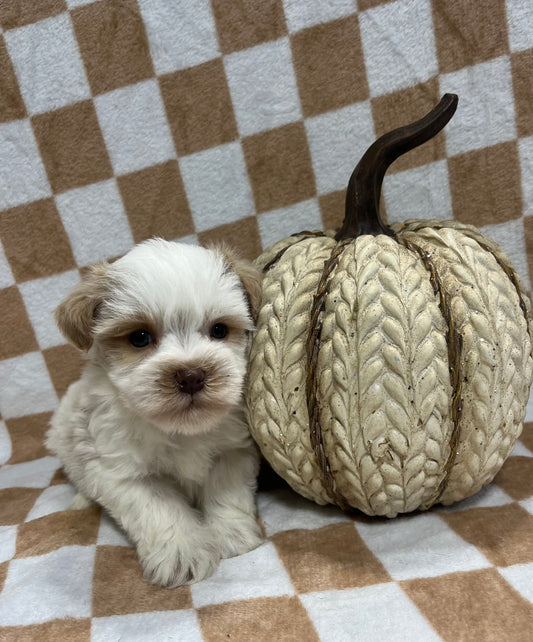 Male red parti miniature schnauzer