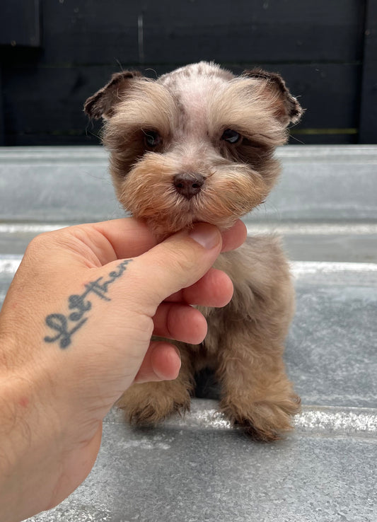 Male liver Merle toy schnauzer (double blue eyes)