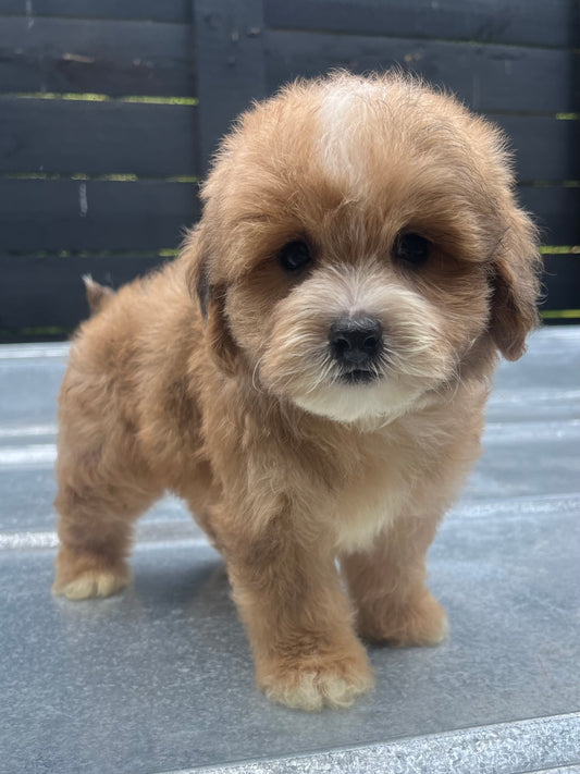 Male havapoo (Havanese/poodle)