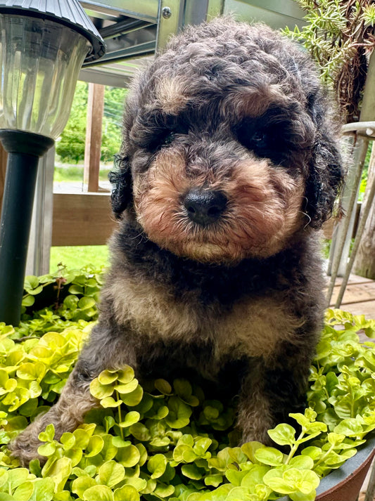 Male phantom blue Merle miniature poodle
