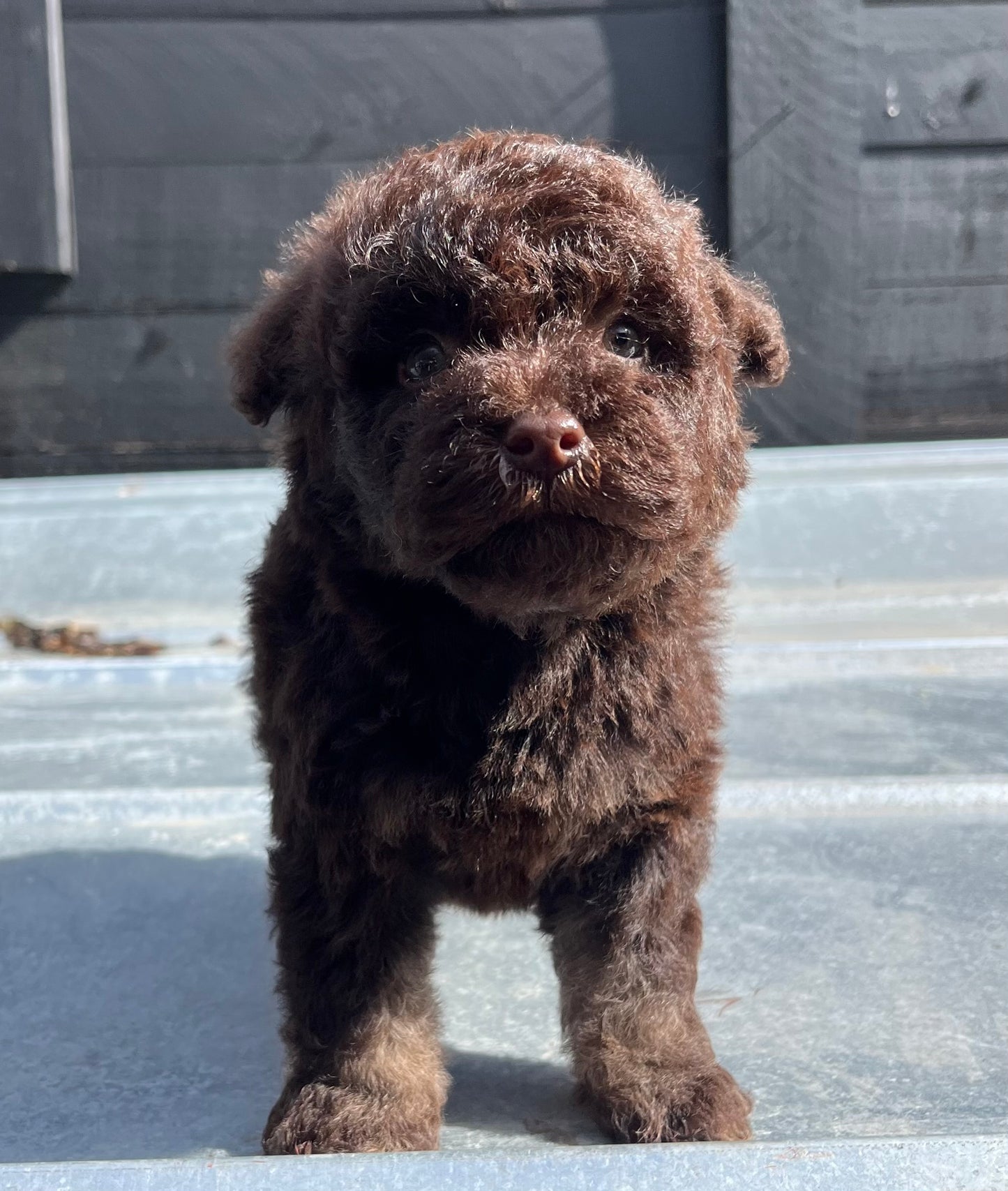 Male schnoodle (schnauzer/poodle)