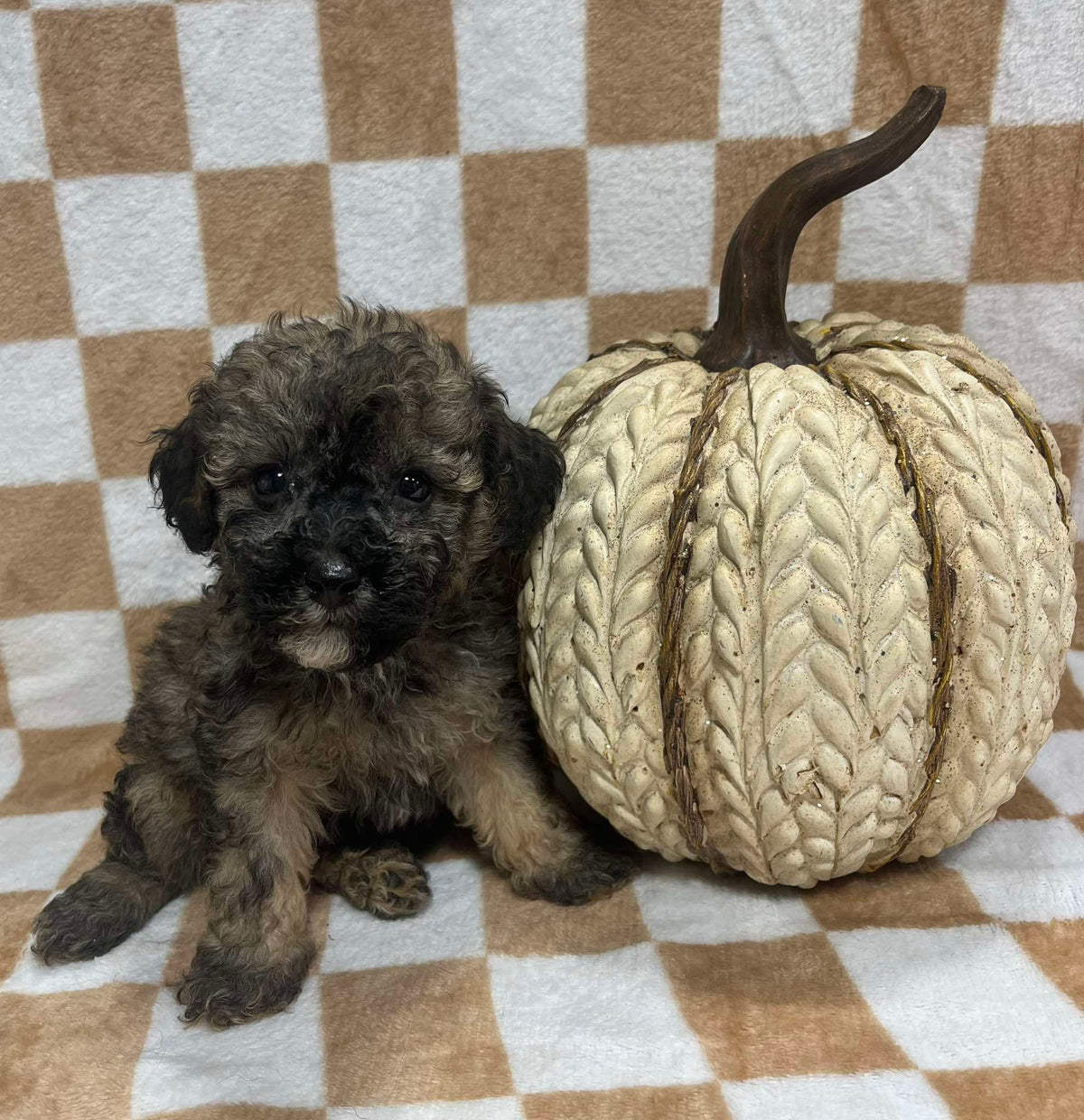 Male toy poodle