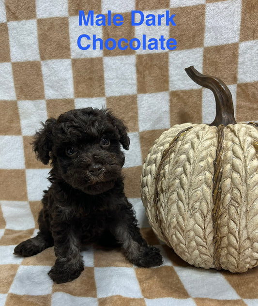 Male chocolate schnoodle (schnauzer/poodle)