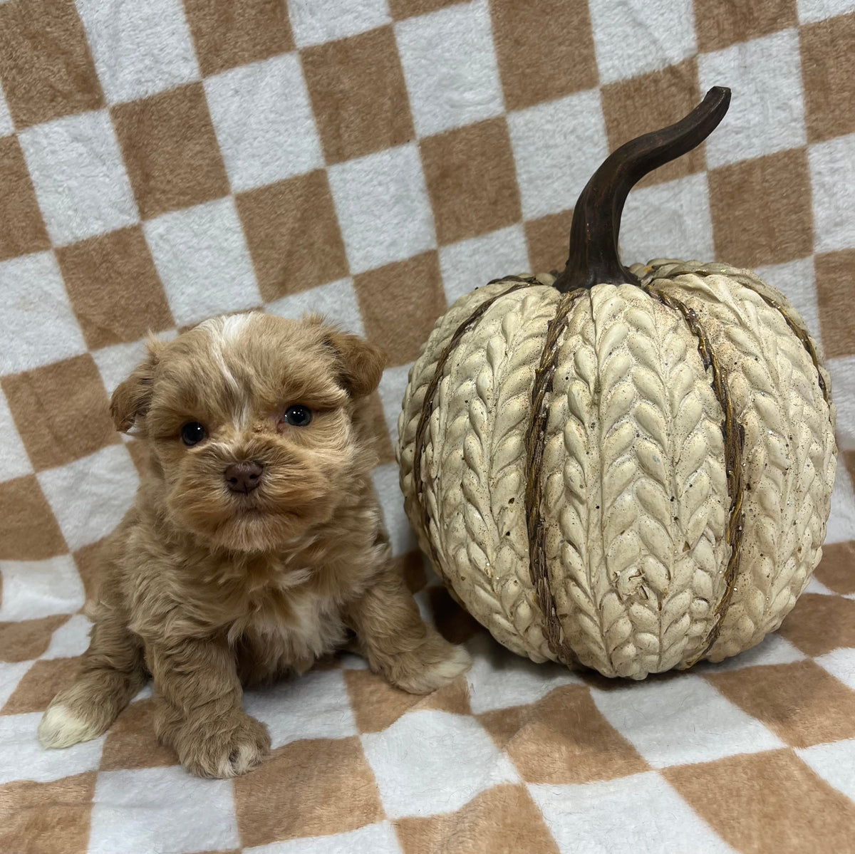 Female red miniature schnauzer