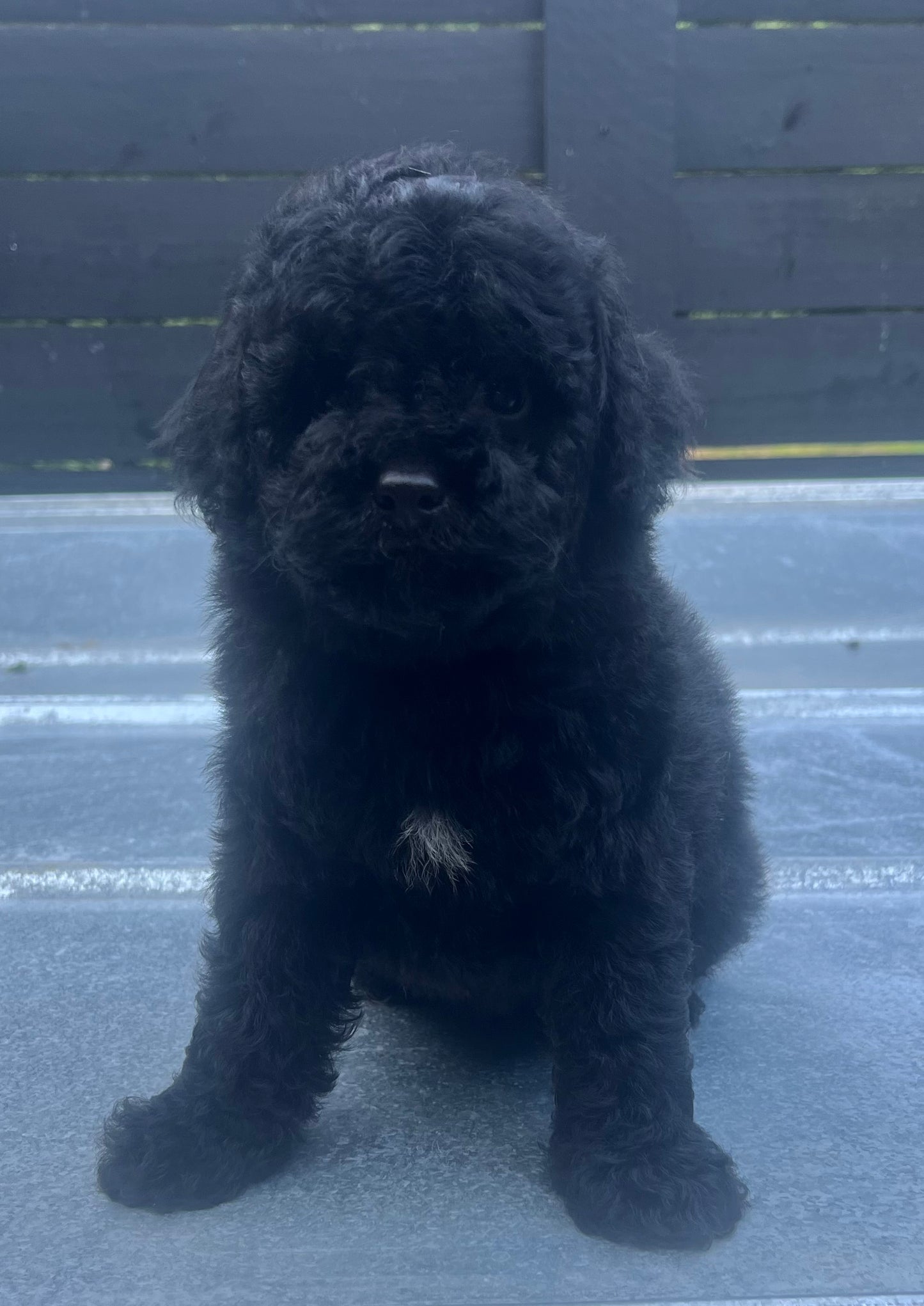 Male miniature poodle