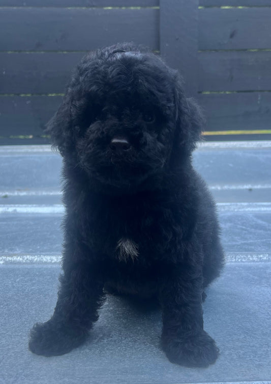 Male miniature poodle