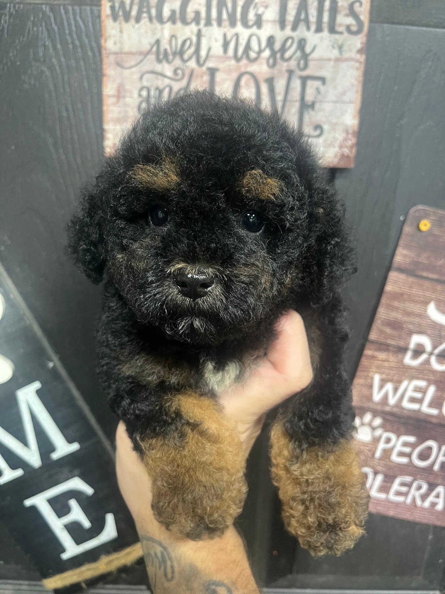 Male miniature poodle
