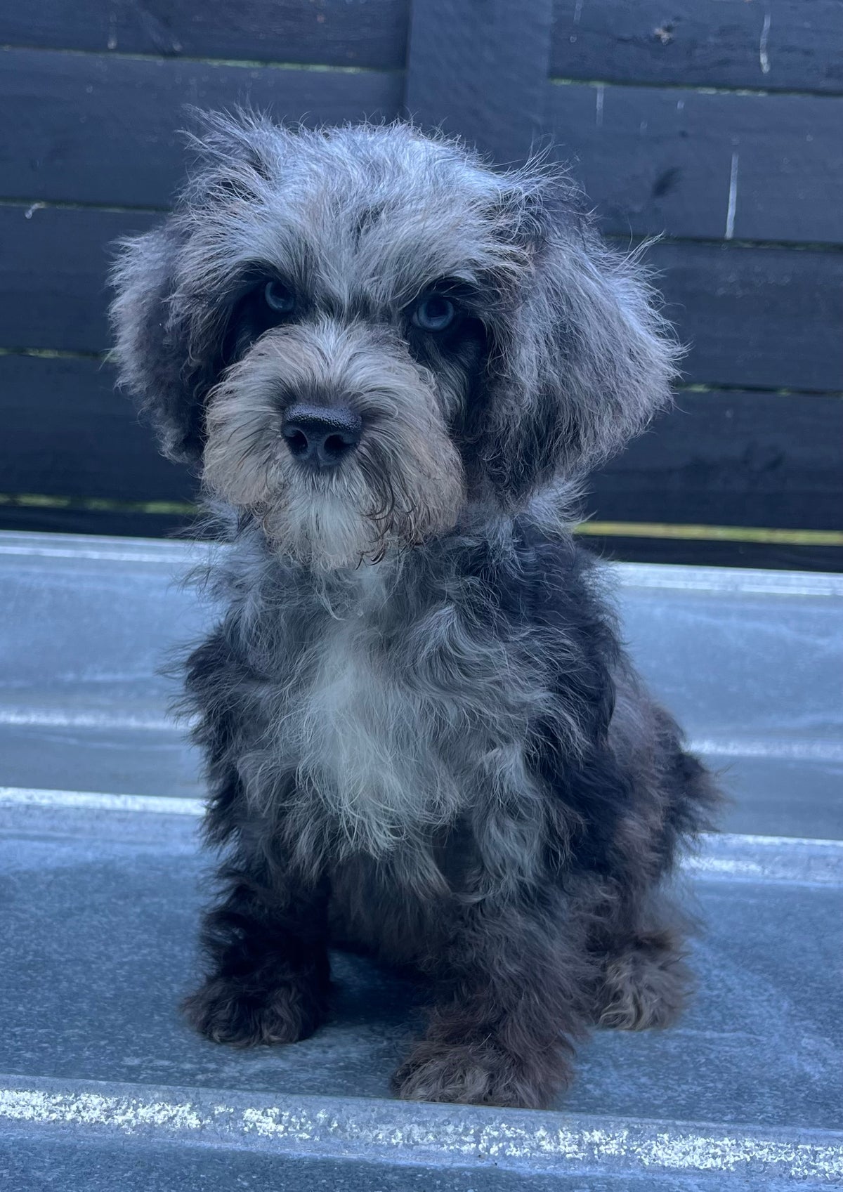Male schnoodle (schnauzer/poodle) double blue eyes