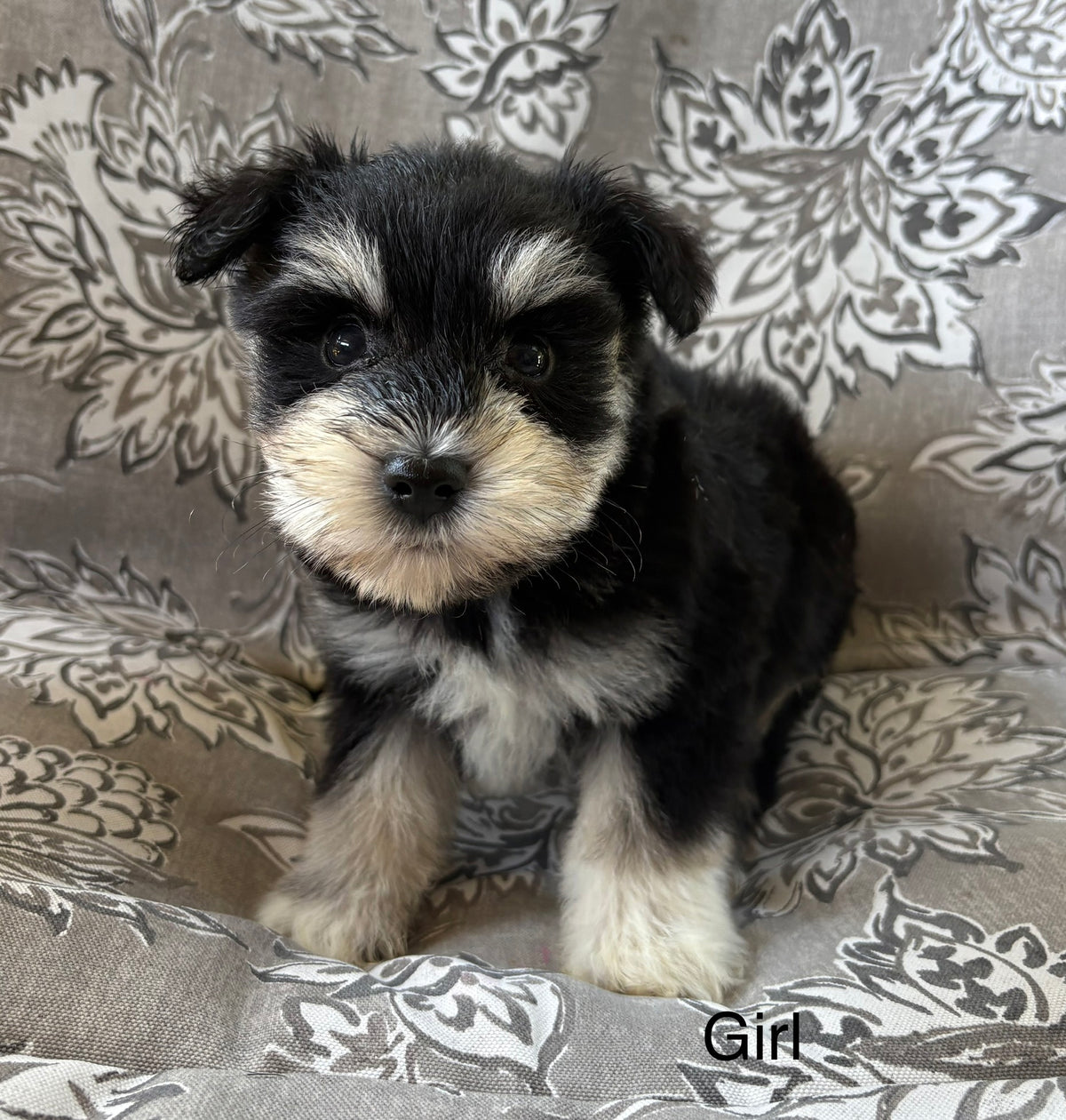 Female miniature schnauzer