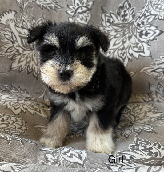 Female miniature schnauzer