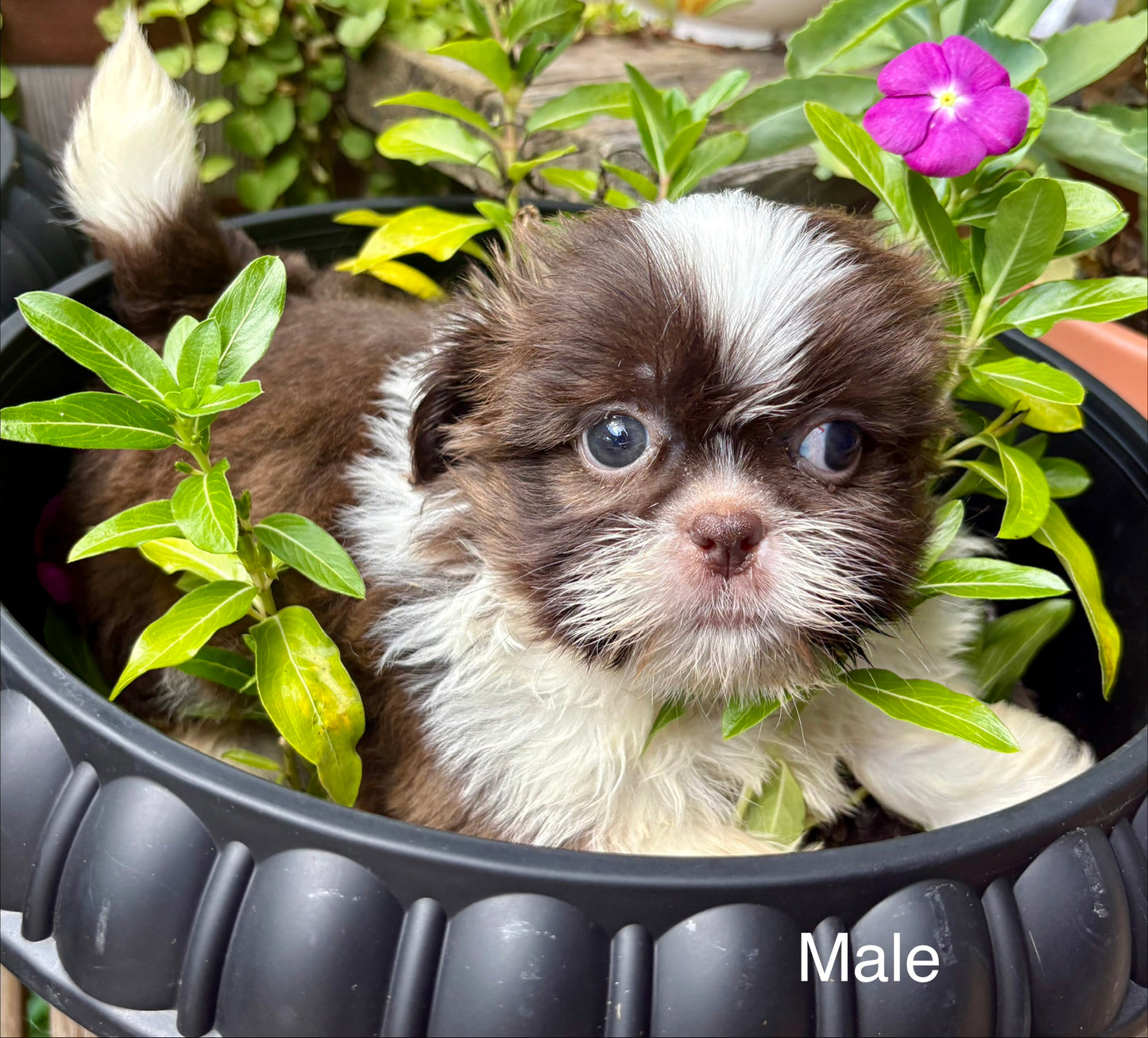 Male Shih Tzu