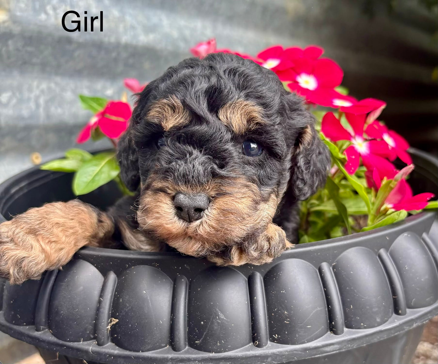 Female schnoodle (schnauzer/poodle)