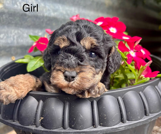 Female schnoodle (schnauzer/poodle)