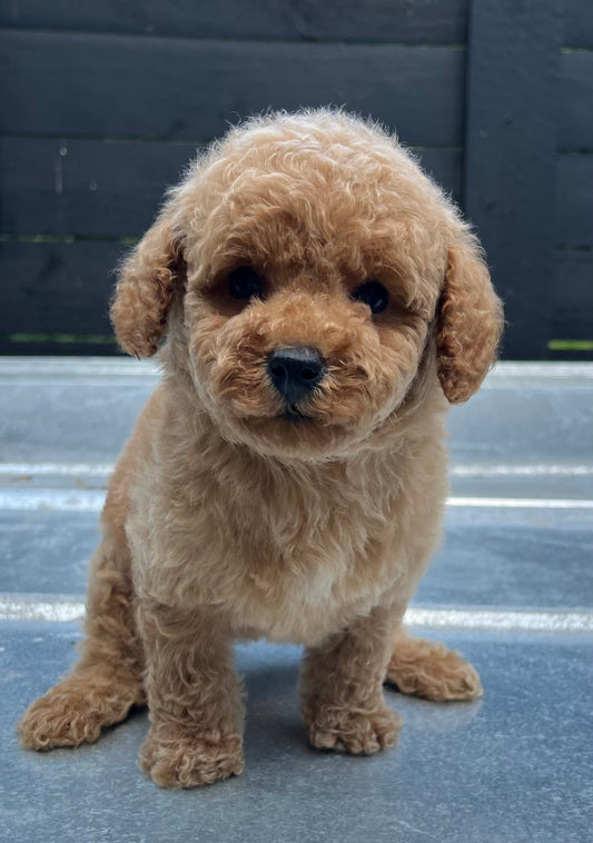 Male miniature poodle