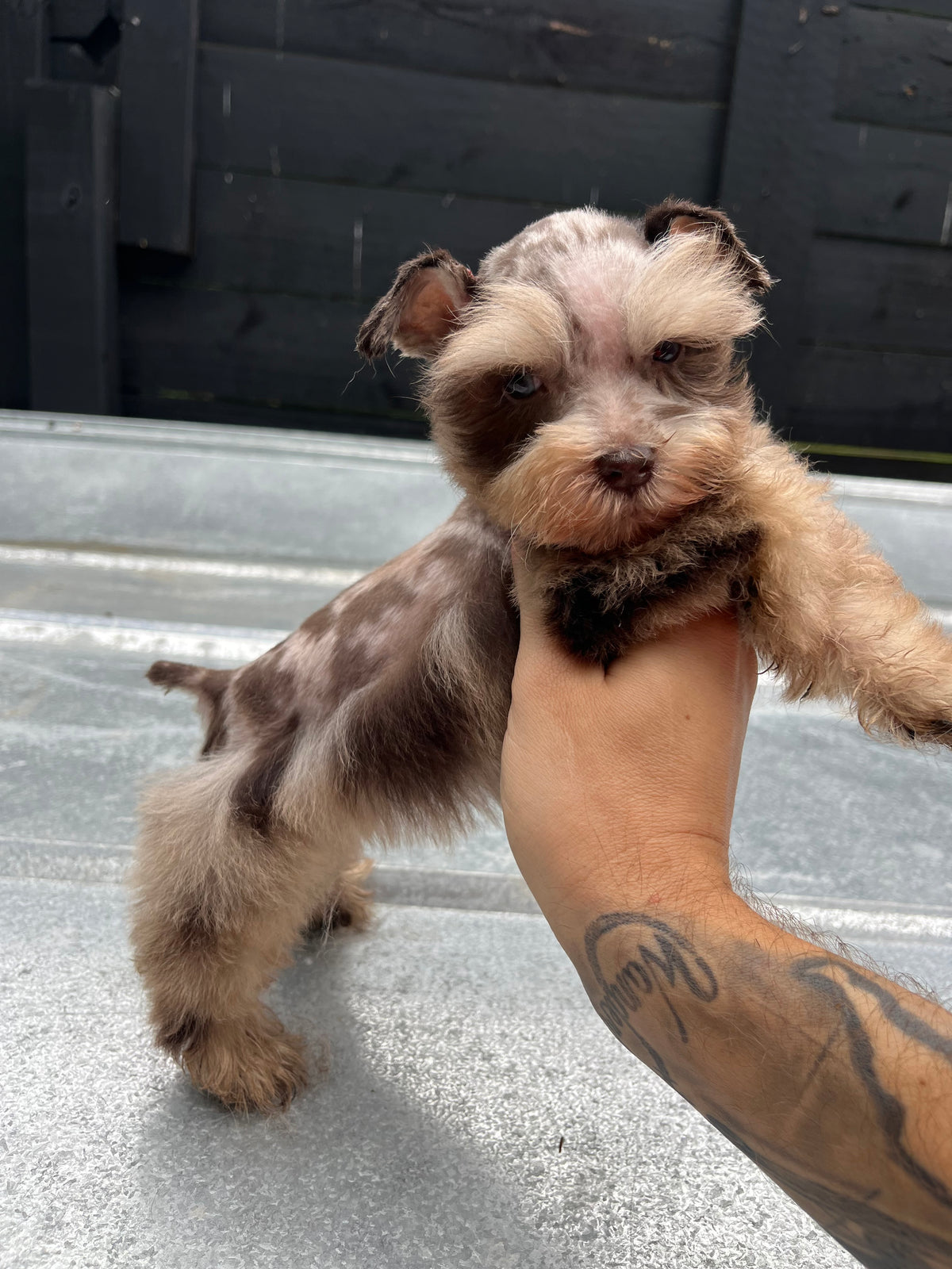 Male liver Merle toy schnauzer (double blue eyes)
