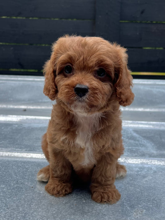 Female cavapoo (King Charles cavalier/poodle)