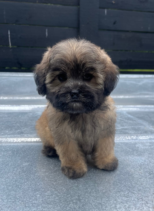 Female havapoo (Havanese/poodle)