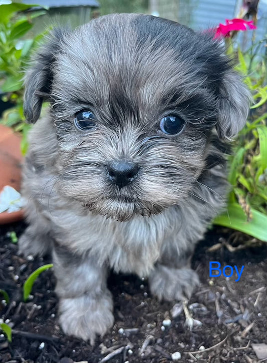 Male shih poo (shih tzu/poodle)