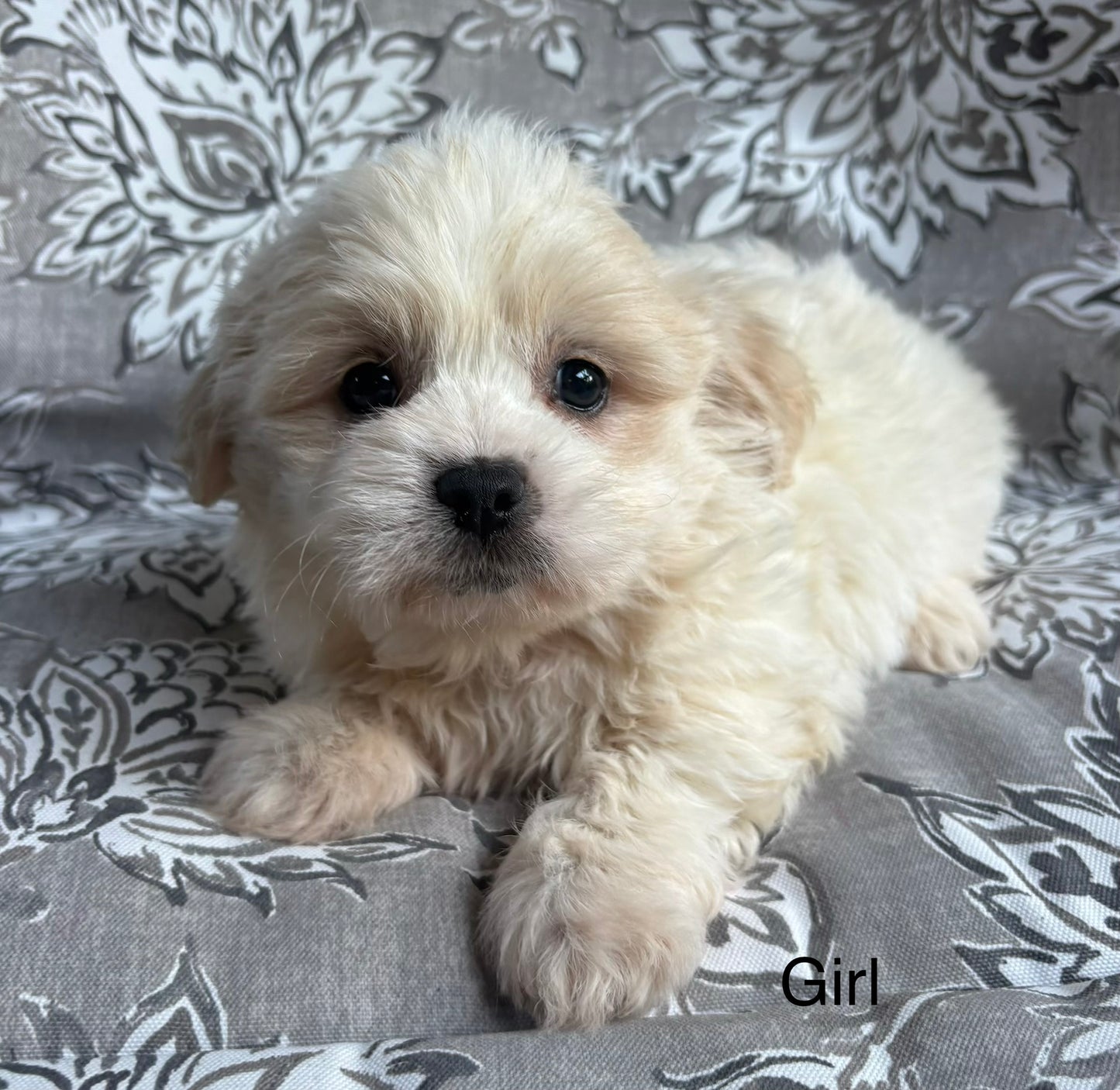 Female teddy bear (Shih Tzu/bichon)