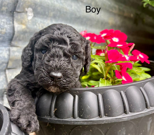 Male schnoodle (schnauzer/poodle)