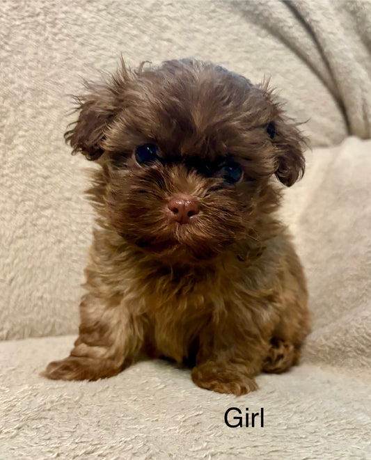 Female shih poo (Shih Tzu/poodle)