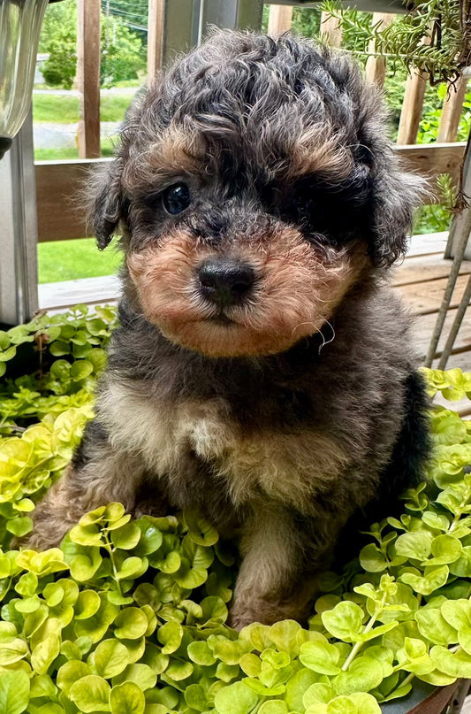 Female phantom blue Merle toy poodle