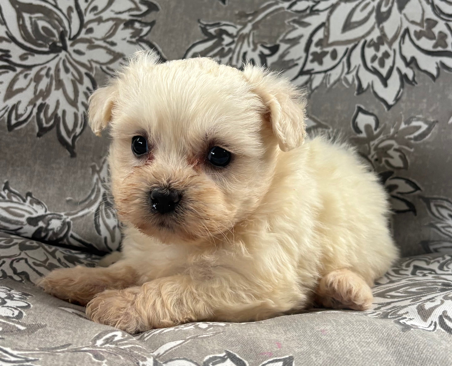 Female teddy bear (Shih Tzu/bichon)