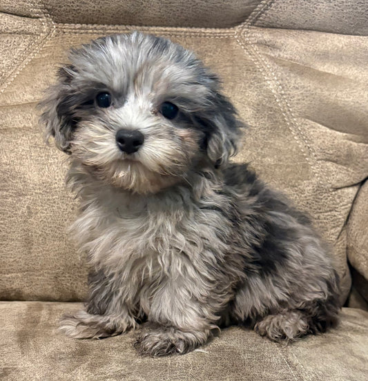 Male shih poo (Shih Tzu/poodle)
