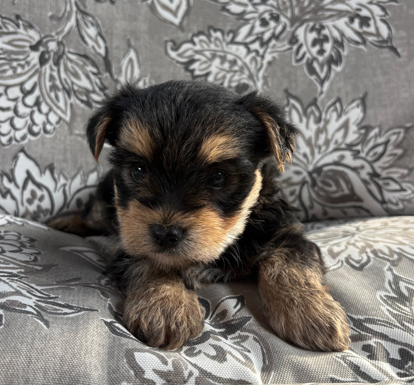 Male Yorkie