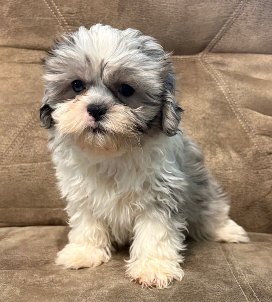Male shih poo (Shih Tzu/poodle)