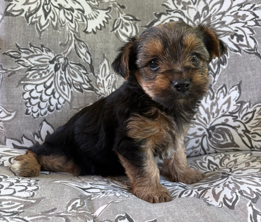 Female yorkie