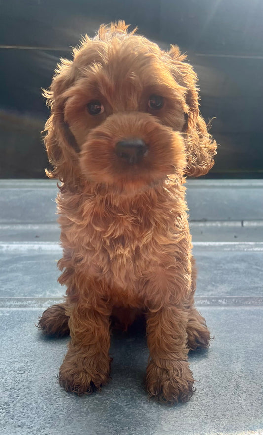 Male cockapoo (cocker spaniel/poodle)