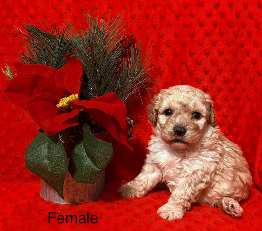 Female Poodle