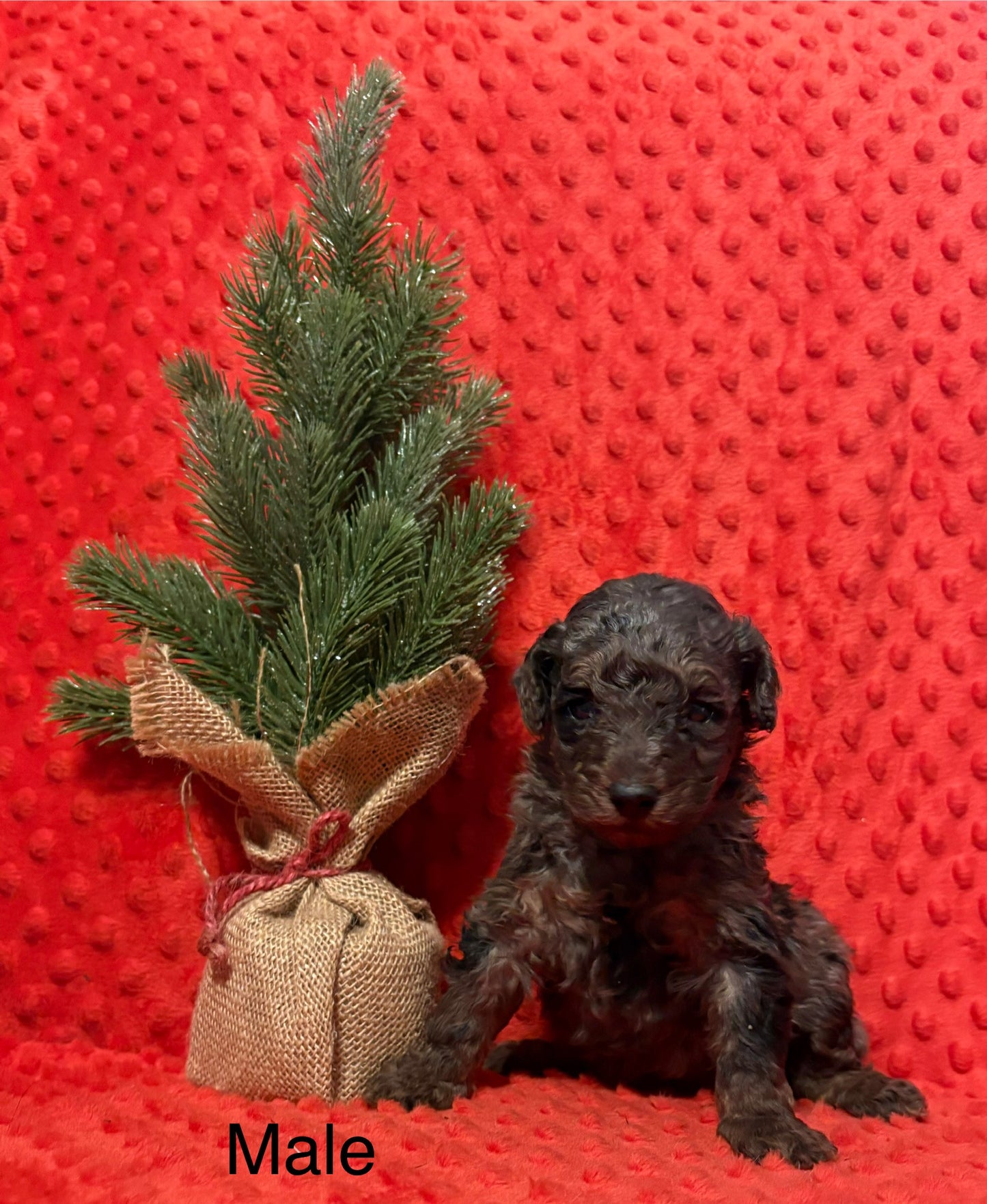 Male Merle Miniature Poodle