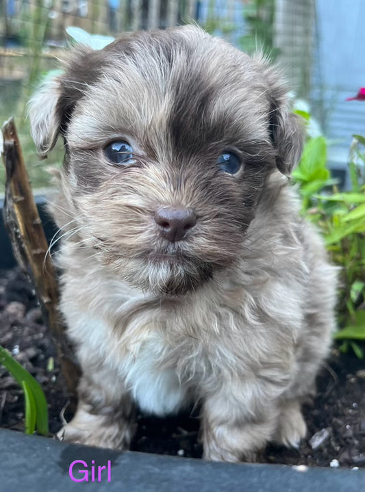 Female shih poo (shih tzu/poodle)
