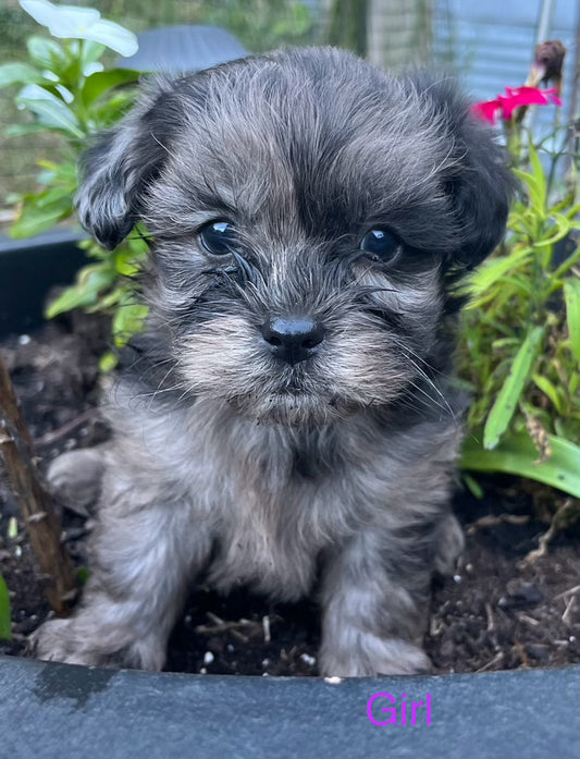 Female shih poo (shih tzu/poodle)
